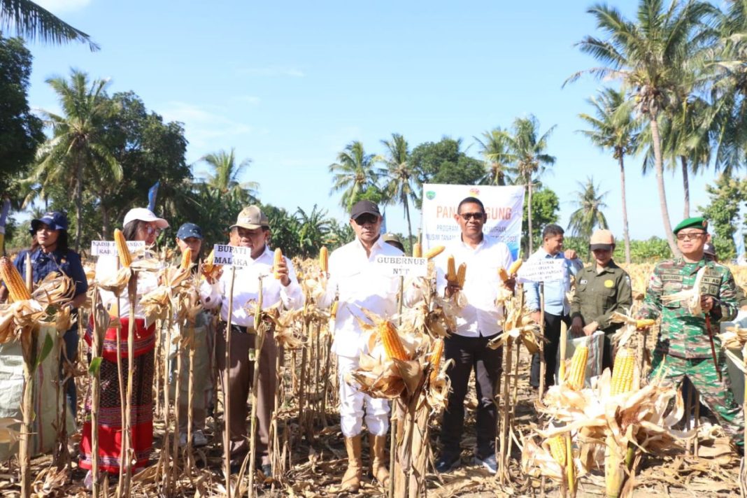 Gubernur VBL Panen TJPS dan Penandaan Ternak sapi di Desa Litamali