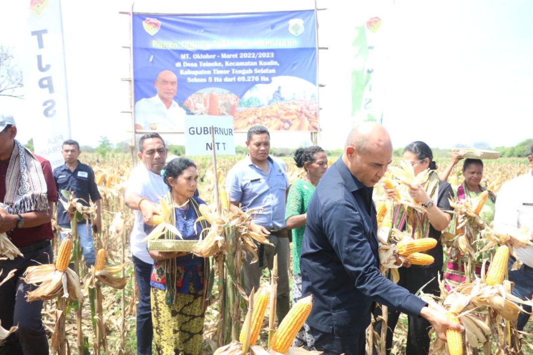 Gubernur VBL Lakukan Panen Jagung Program TJPS dan Penandaan Hewan Ternak Sapi di Desa Toineke, Kualin