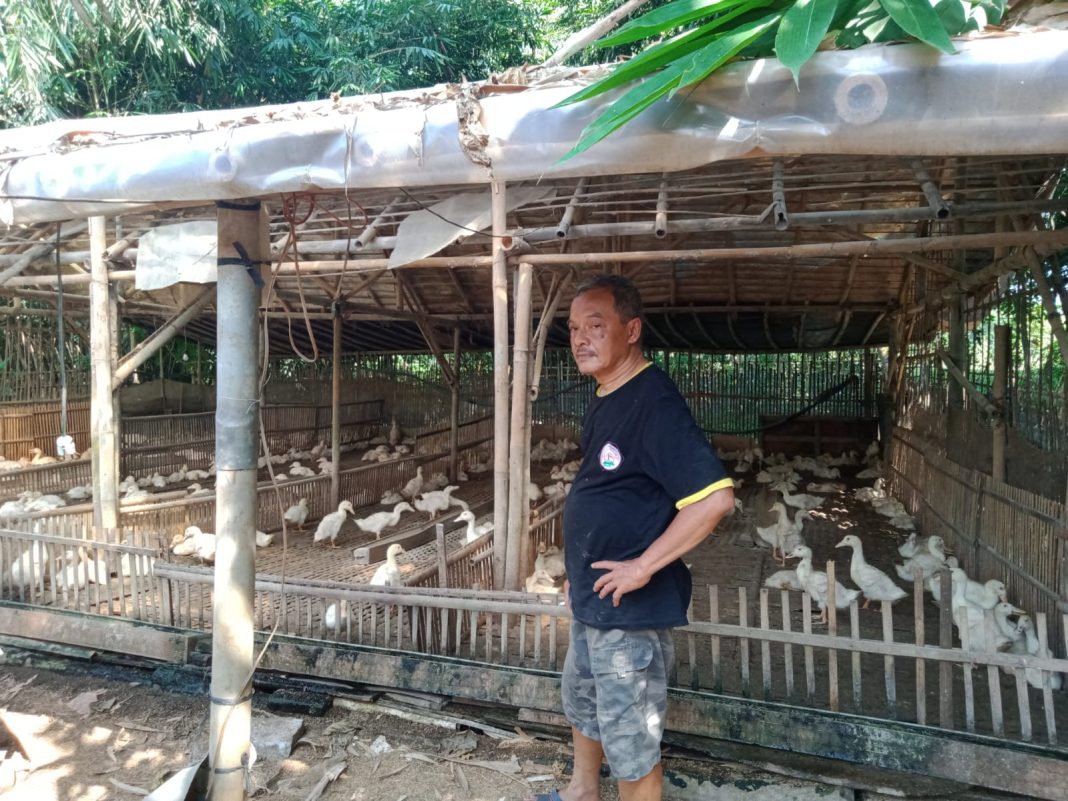 Pensiunan Guru Yang Beternak Bebek Harapkan Perhatian dari Dinas Terkait