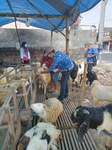 Jelang Idul Adha, Pemkab Bojonegoro Pastikan Hewan Kurban Kondisi Sehat