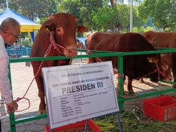 WhatsApp Image 2023-06-28 at 12.53.22 Gasbi Sapi Kurban Presiden Jokowi Tiba di Masjid Al-Akbar Surabaya, Berat 1.15 Ton