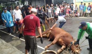 Tingkatkan Ketaqwaan, Warga Griya Satria Bantarsoka Rayakan Idul Adha 1444 H Potong 13 Sapi dan 11 Kambing