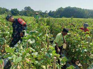 Babinsa Terus Dampingi Petani, Agar Kebutuhan Buah Melon Di Kecamatan Miri Terpenuhi