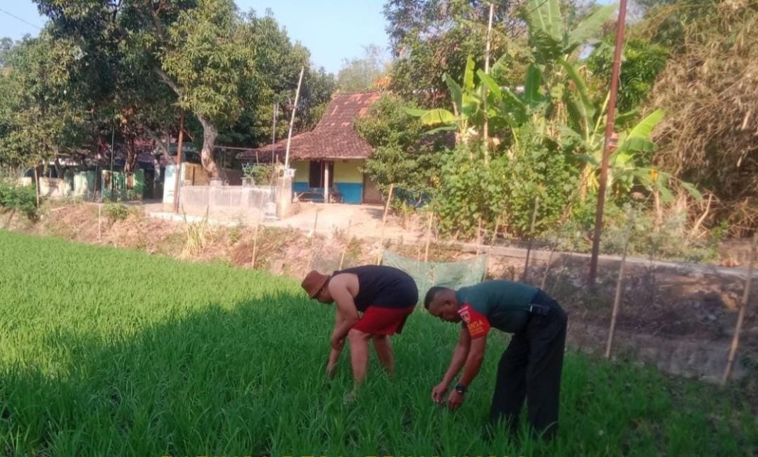 Kendalikan Gulma, Babinsa Bantu Penyiangan Petani Padi