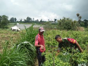 Motivasi Petani Binaan, Babinsa Selo Bantu Panen Cabe