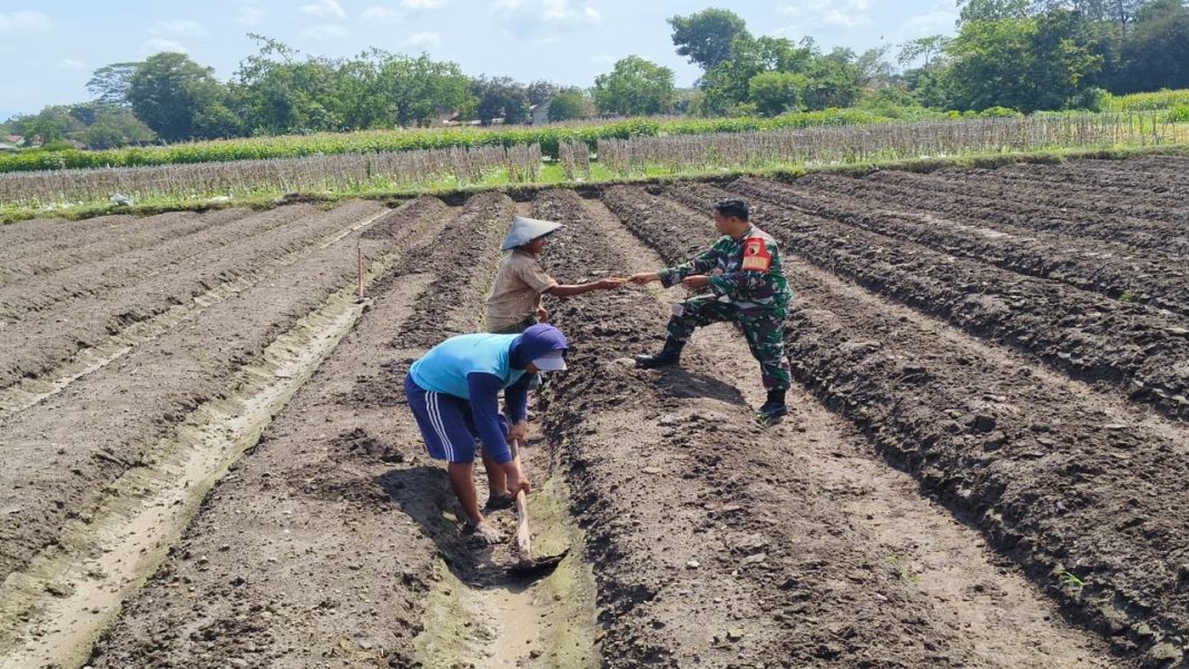 WhatsApp Image 2023-12-28 at 16.23.51 (1) Peduli Ketahanan Pangan, Babinsa Koramil Ponggok Bantu Penyiapan Lahan Pertanian Milik Warga Binaannya