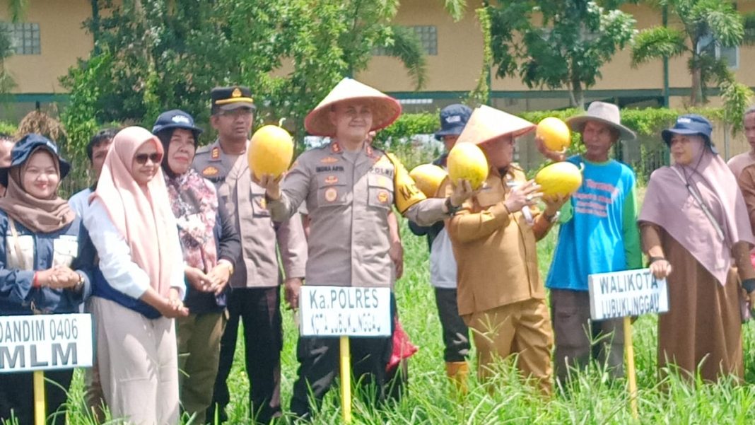 Pj Wako dan Kapolres serta Dandim 0406, Panen Raya Padi dan Buah Semangka