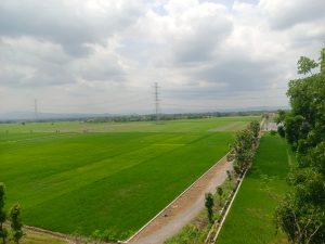 View Panorama Persawahan yang Hijau membentang terlihat dari Atas Gunung Wijil