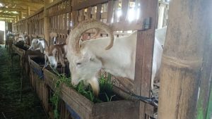 Kambing jenis Saanen dari Swiss