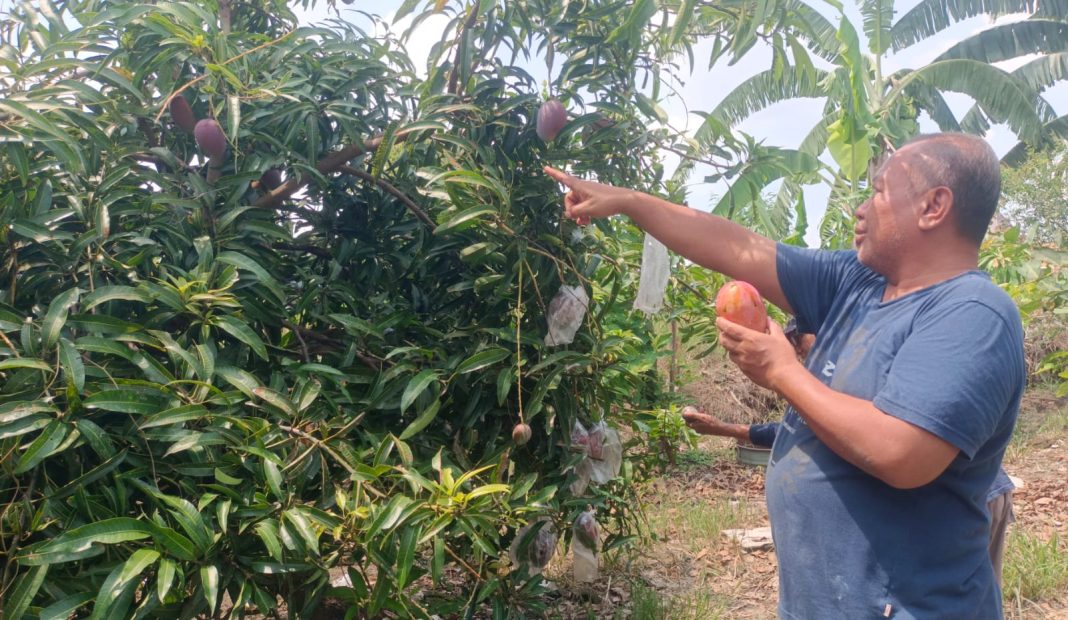 Pak Akbar Memberi makan ikan ikan di sekitar gasebo Dapur Perwira