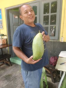 Pak Akbar Owner Resto Dapur Perwira Menunjukkan Mangga Mahatir ( 2,5 Kilo ) Yang Barusan Di petik 