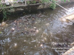 Ikan ikan lele penghuni bawah gasebo