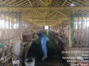 Peternakan Kambing Di belakang dapur inti Resto Dapur Perwira 