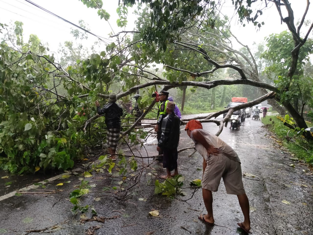 Pohon Tumbang Jalur Robatal-Ketapang Sempat Tertutup, Polsek Robatal Gerak Cepat