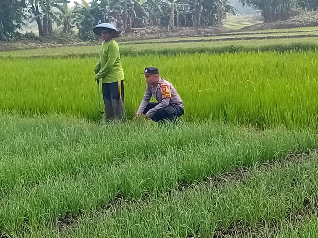 Bhabinkamtibmas Polsek Tarik berdialog dengan petani bawang merah di Desa Singogalih