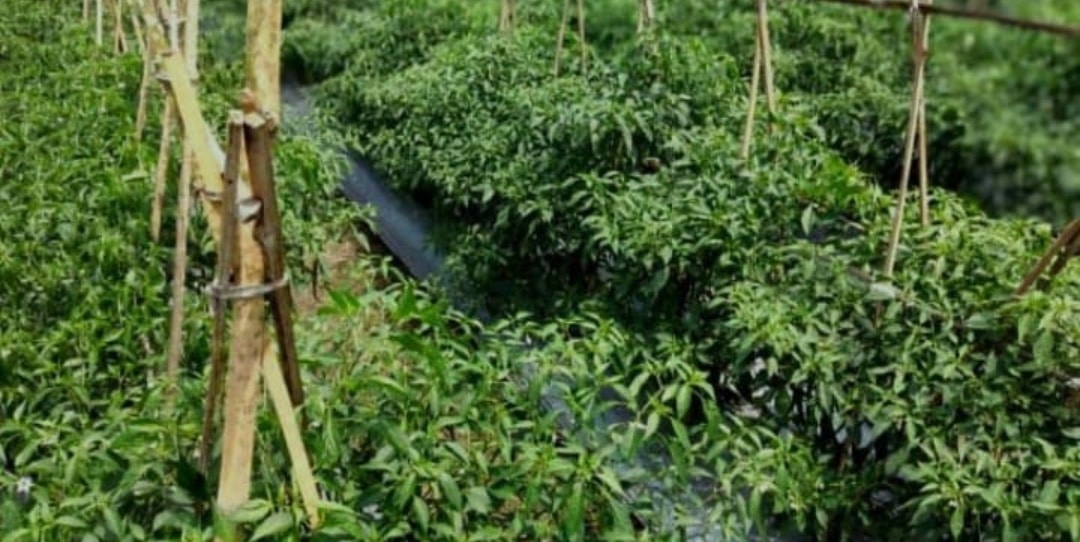 Screenshot 20250912 190340