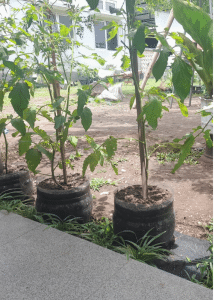 20251029 192858 0000