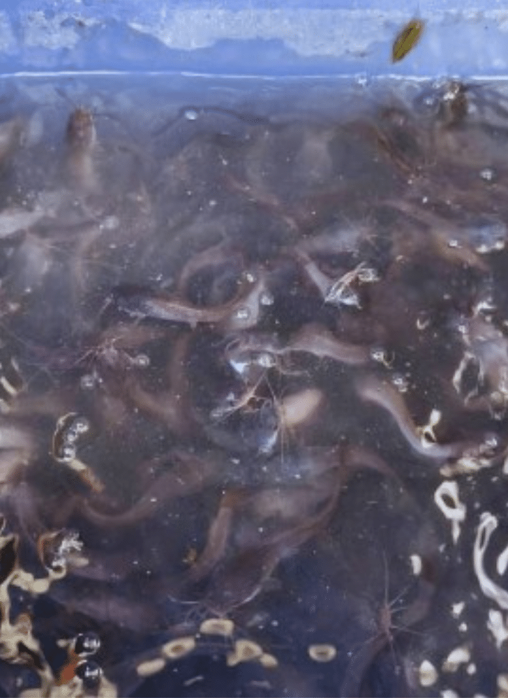 Desain tanpa judul 20251218 171634 0000 1