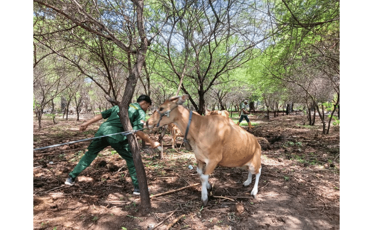 Camat Kualin Apresiasi PKM RSHP Undana, Kesehatan Ternak Sangat Vital bagi Masyarakat Tuafanu
