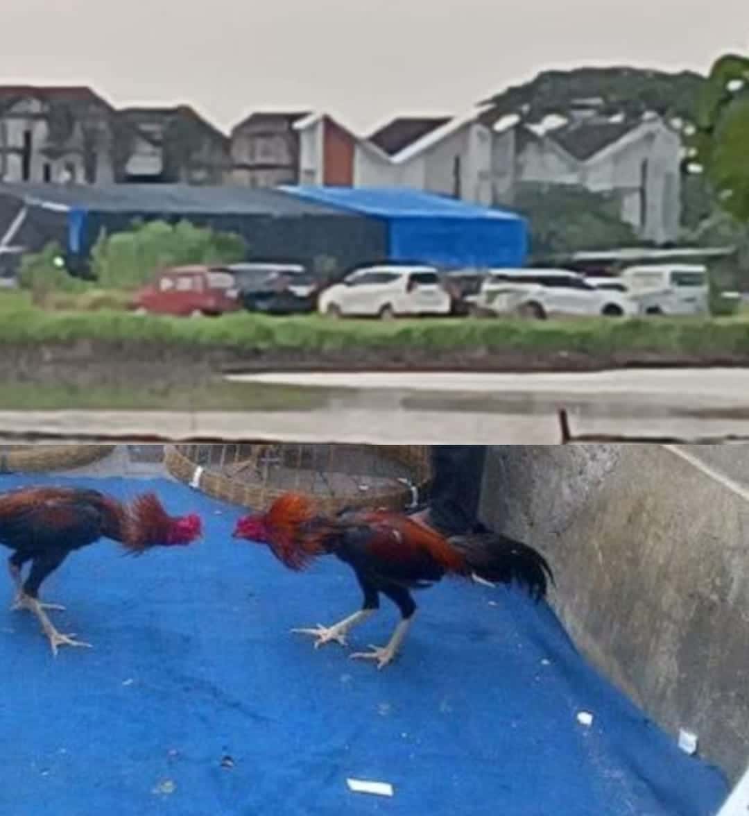 Judi Sabung Ayam di Sedati Diduga Direstui Oknum, Warga Pertanyakan Sikap Polsek dan Lurah