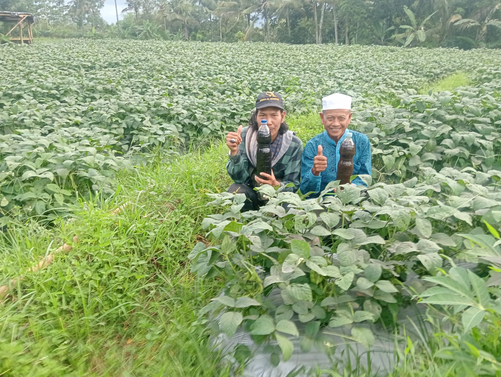 Aplikasikan Pupuk Organik ECO Enzyme Superboster pada Tanaman DAMAME
