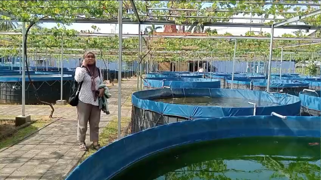 Budidaya Ikan Air Tawar Tumpangsari dengan Tanaman Anggur
