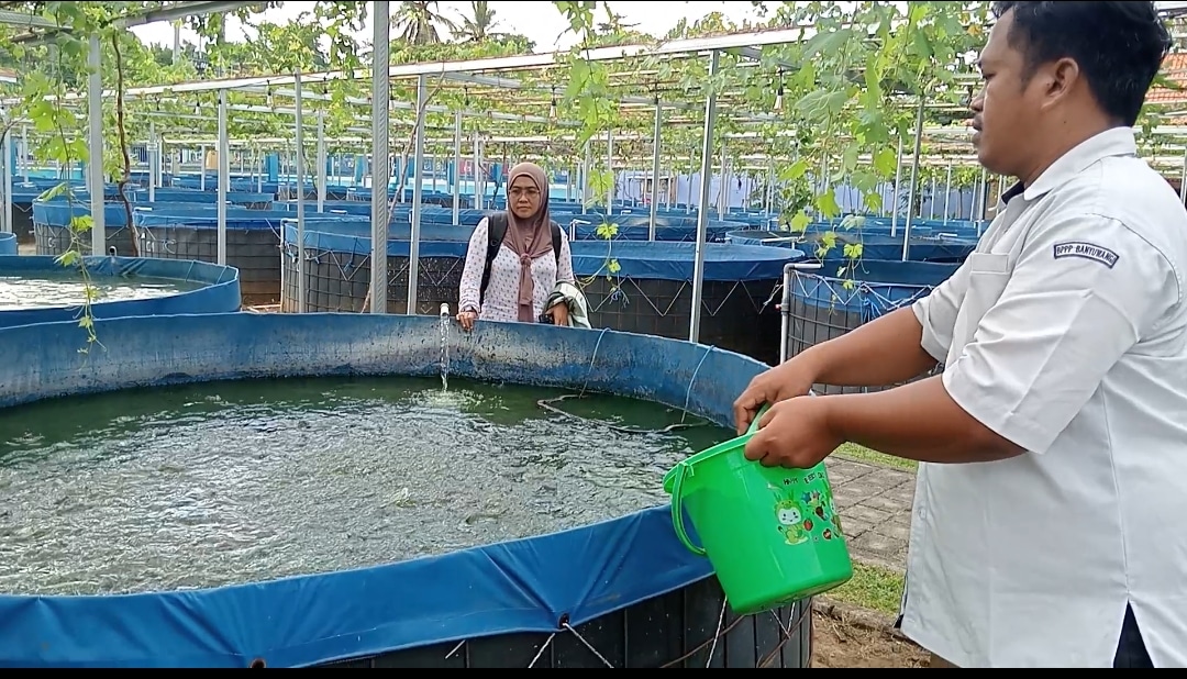 Budidaya Ikan Air Tawar Tumpangsari dengan Tanaman Anggur
