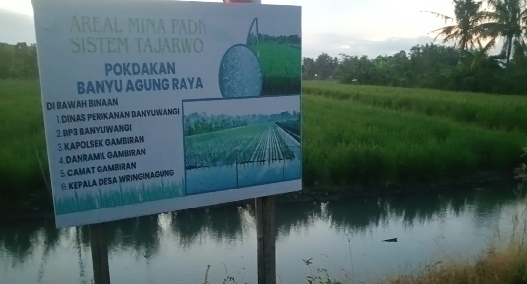 Banyu Agung Raya Rintis Destinasi Wisata Edukasi Budidaya Ikan Air Tawar Tumpangsari