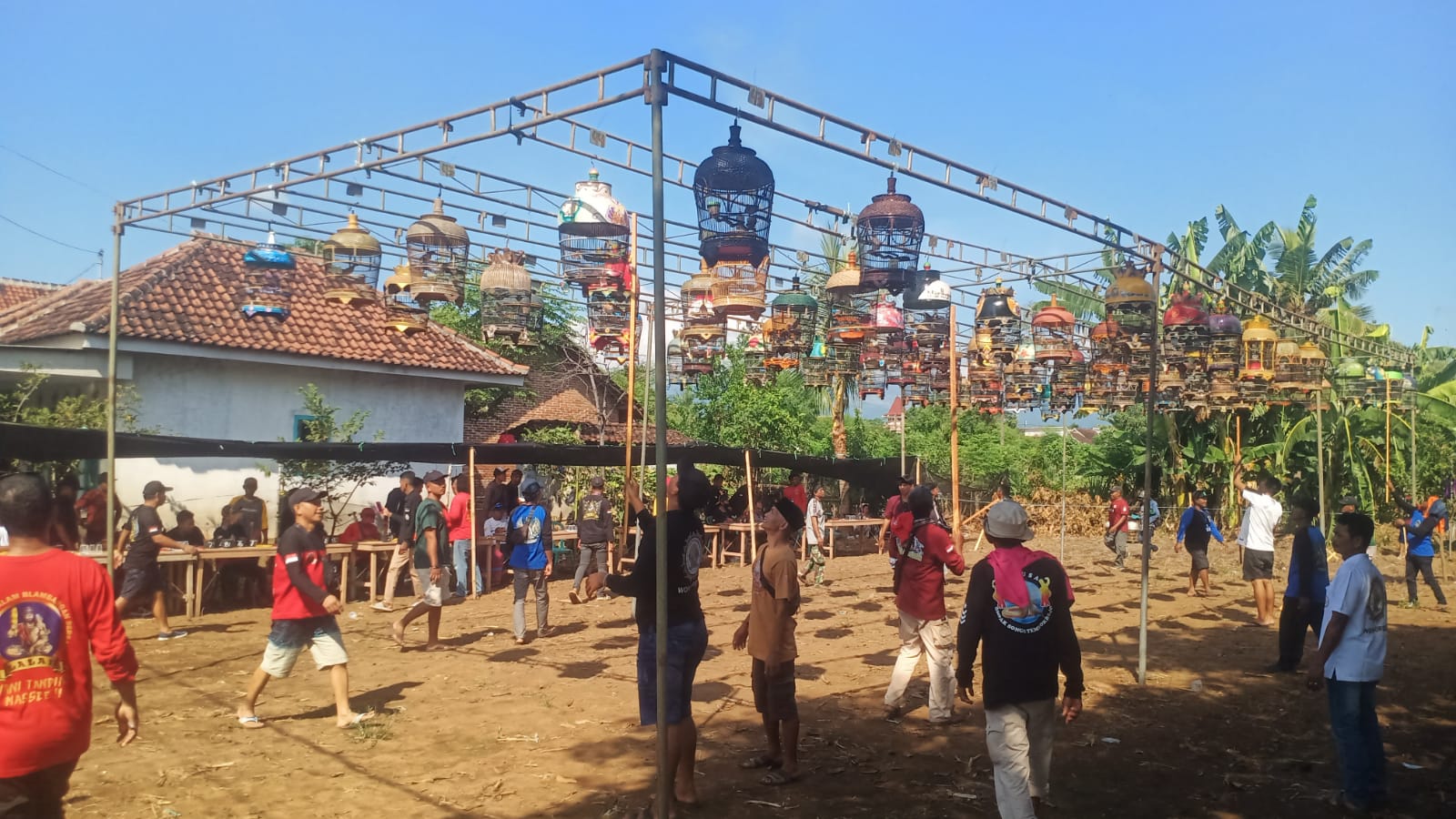 Latber Perkutut Sidowangi Sukses Digelar, HUT Perdana PPLB Wongsorejo Disambut Antusias