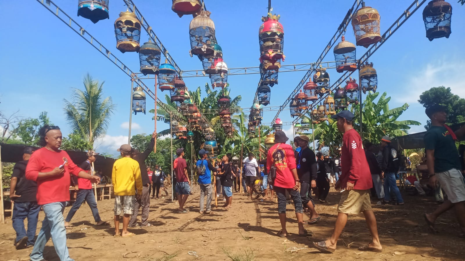 Latber Perkutut Sidowangi Sukses Digelar, HUT Perdana PPLB Wongsorejo Disambut Antusias