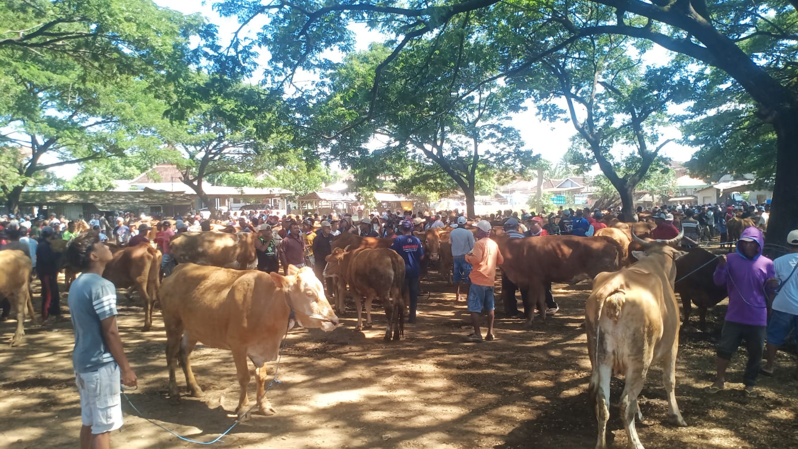 Jelang Idul Adha, Pasar Hewan Bajulmati Ramai, Harga Sapi Mulai Naik