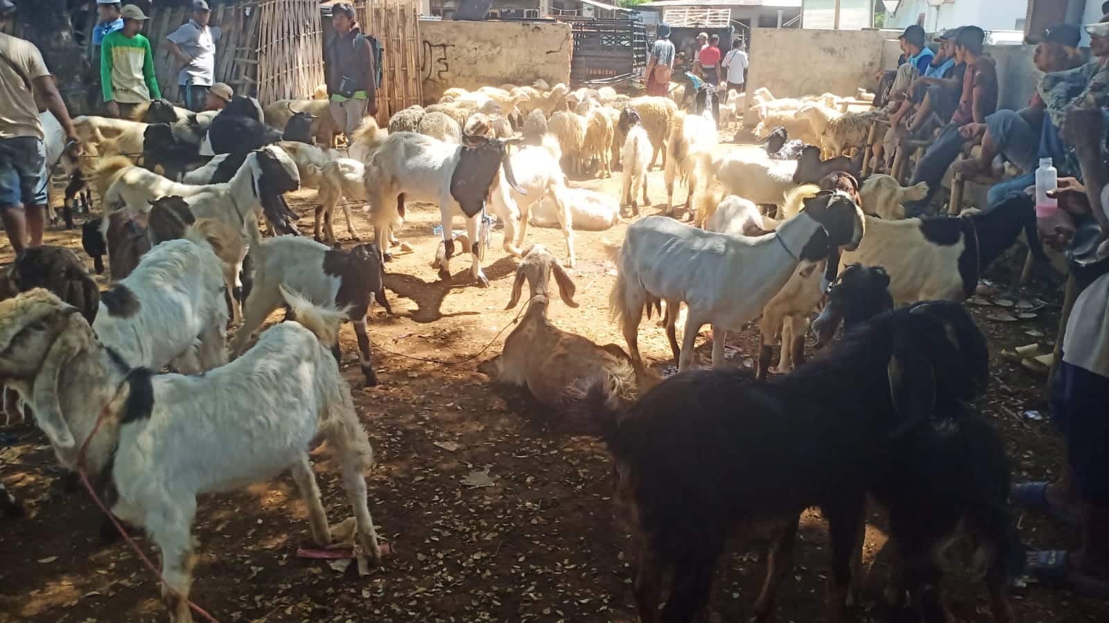 Jelang Idul Adha, Pasar Hewan Bajulmati Ramai, Harga Sapi Mulai Naik
