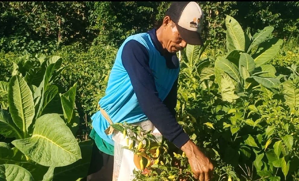 Harga Cabe Rawit Melonjak, Petani di Wongsorejo Sumringah Sambut Panen Kedua