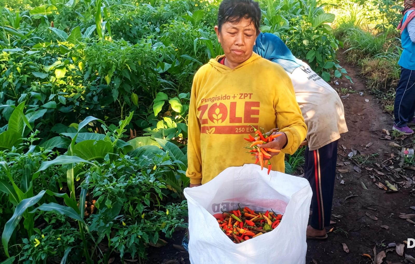Harga Cabe Rawit Melonjak, Petani di Wongsorejo Sumringah Sambut Panen Kedua