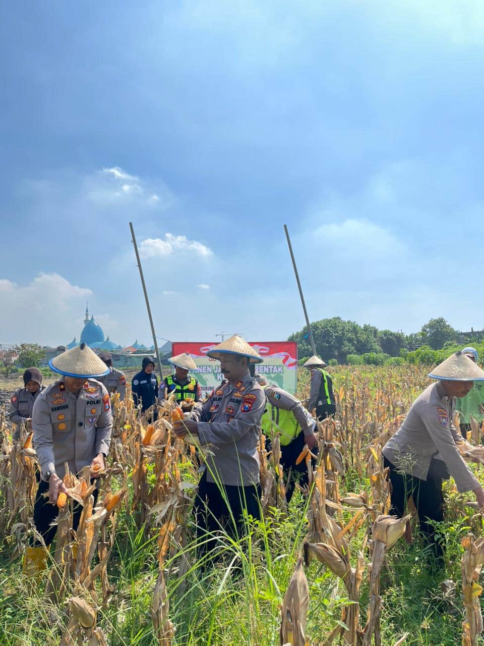 Polsek Taman Panen Jagung Serentak di Lahan Lingkar Mas Sepanjang, Dukung Ketahanan Pangan Nasional