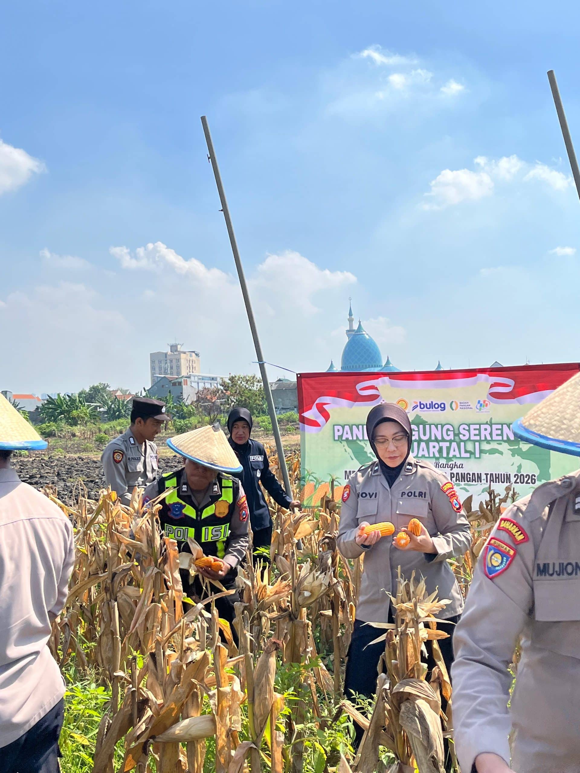 Polsek Taman Panen Jagung Serentak di Lahan Lingkar Mas Sepanjang, Dukung Ketahanan Pangan Nasional