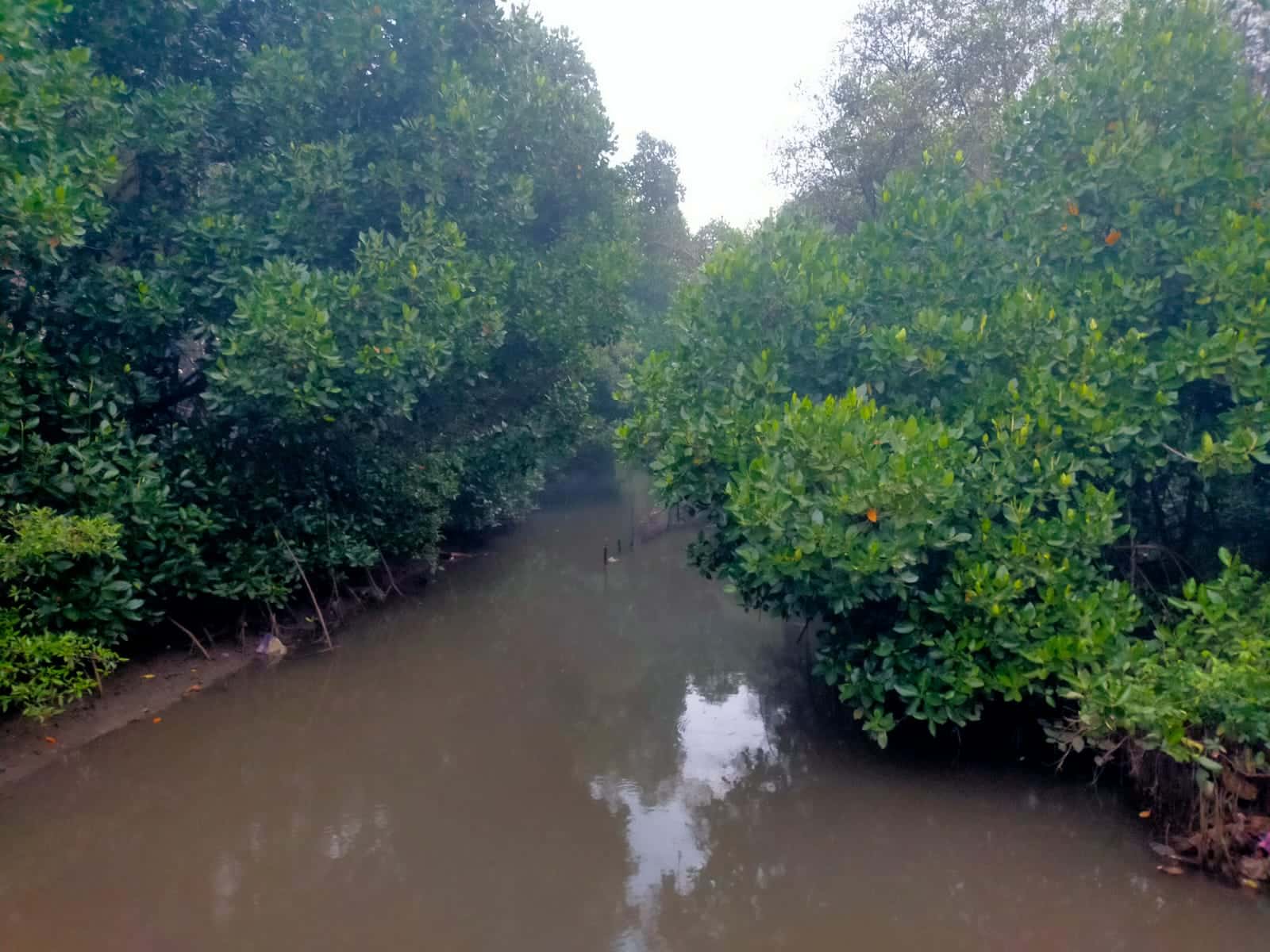 Mangrove Sebagai Penyangga Abrasi Pantai Cemara