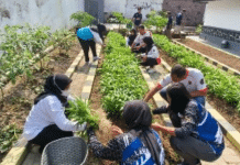 Optimalkan Pembinaan Kemandirian Lapas Klaten Gelar Panen Raya Kangkung, Pakcoy, Dan Bebek Peking