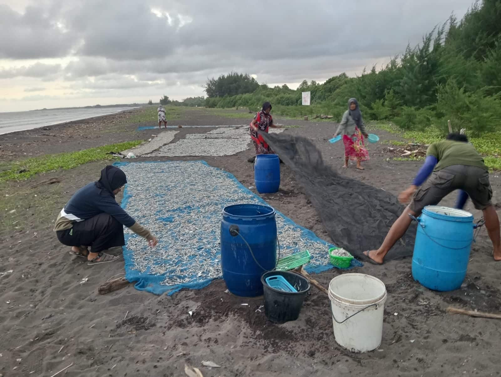 Perairan Laut Pantai Cemara Musim Teri dan Ikan Perhek