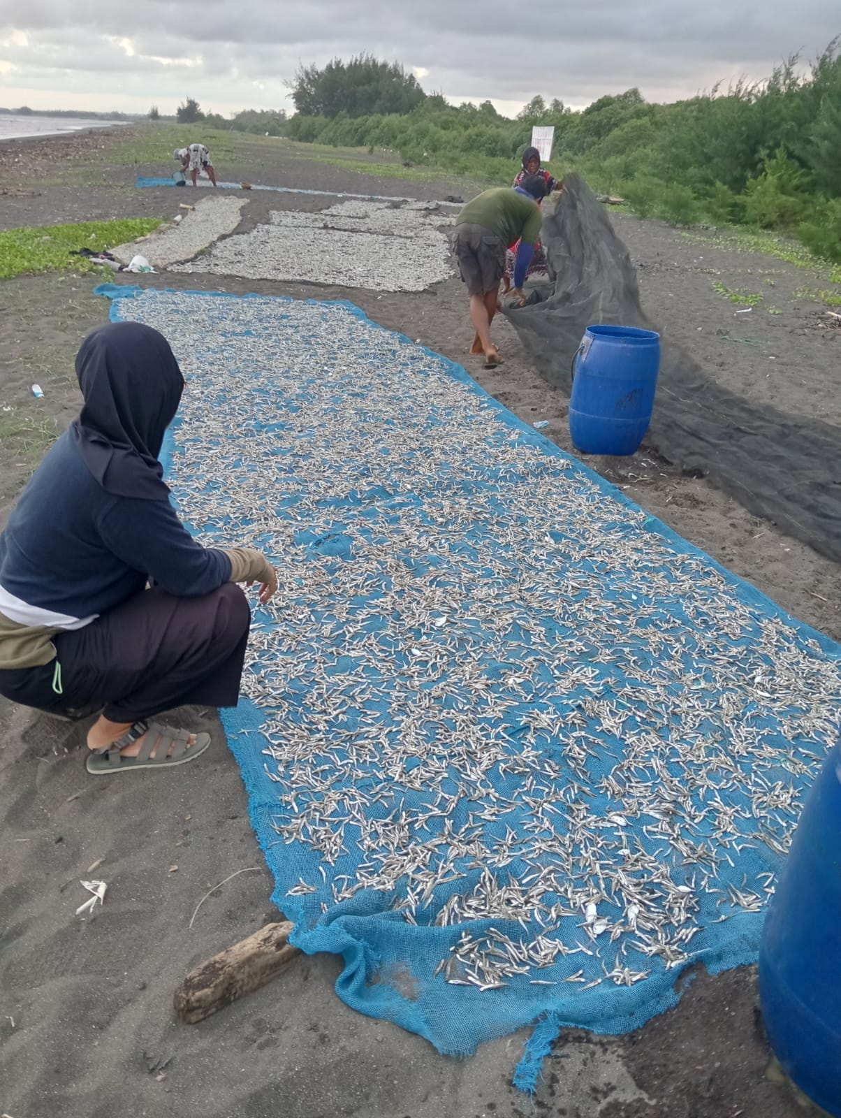 Perairan Laut Pantai Cemara Musim Teri dan Ikan Perhek