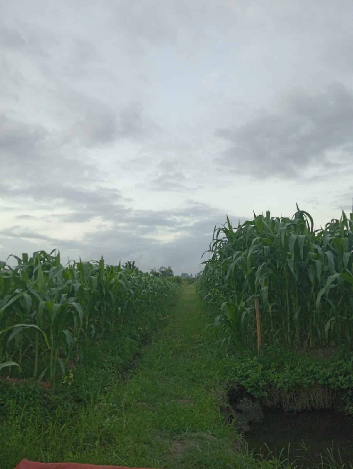 Tanam Jagung sebagai Alternatif Petani Dimusim Pancaroba