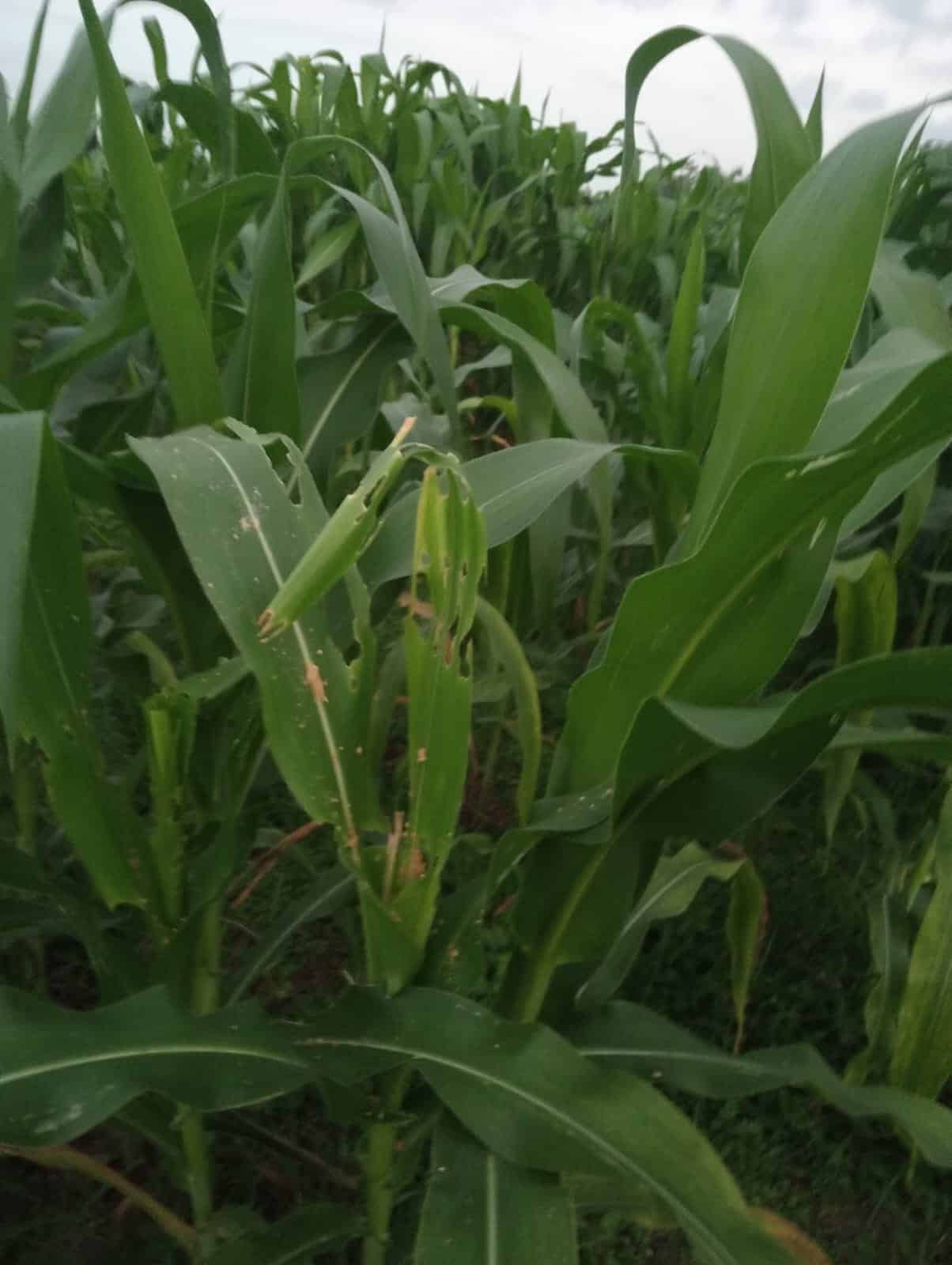 Tanam Jagung sebagai Alternatif Petani Dimusim Pancaroba