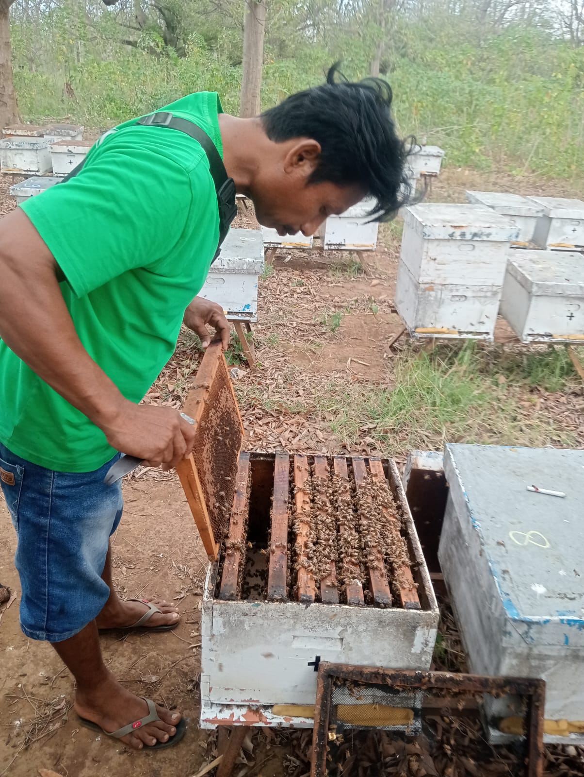 Budidaya Madu Lebah Alami Bernilai Ekonomis 