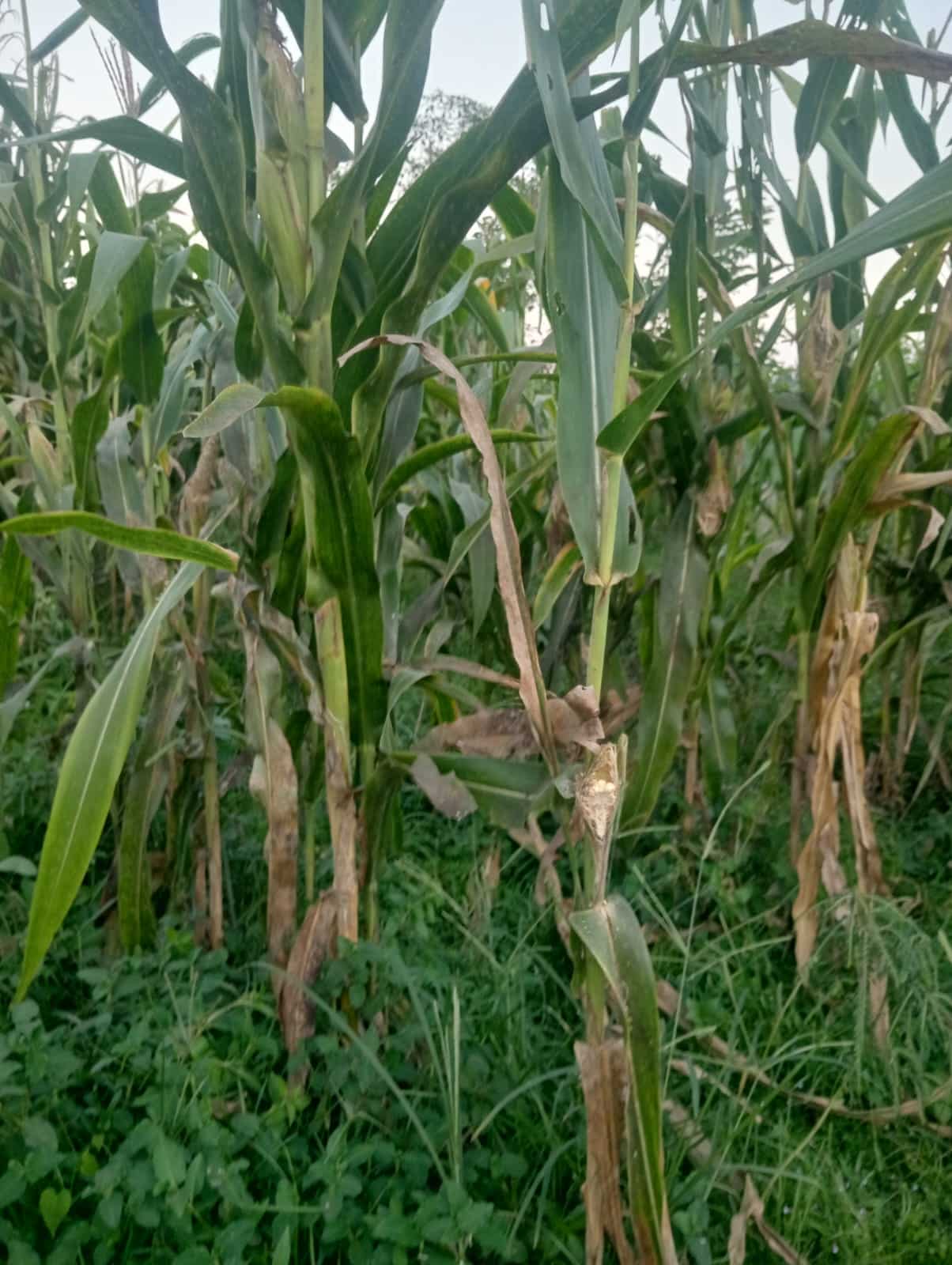 Hama Tikus Rusak Hektaran Tanaman Jagung
