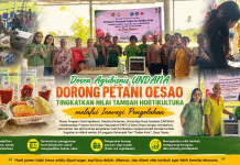 Dosen Agribisnis Undana Ajarkan Petani Oesao Olah Cabai Jadi Produk Bernilai Tambah