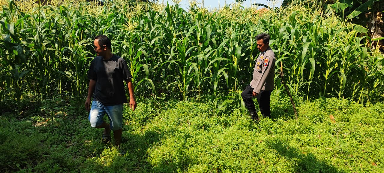Polsek Tanggulangin Dukung Ketahanan Pangan, Upayakan Keluhan Petani di Desa Randegan