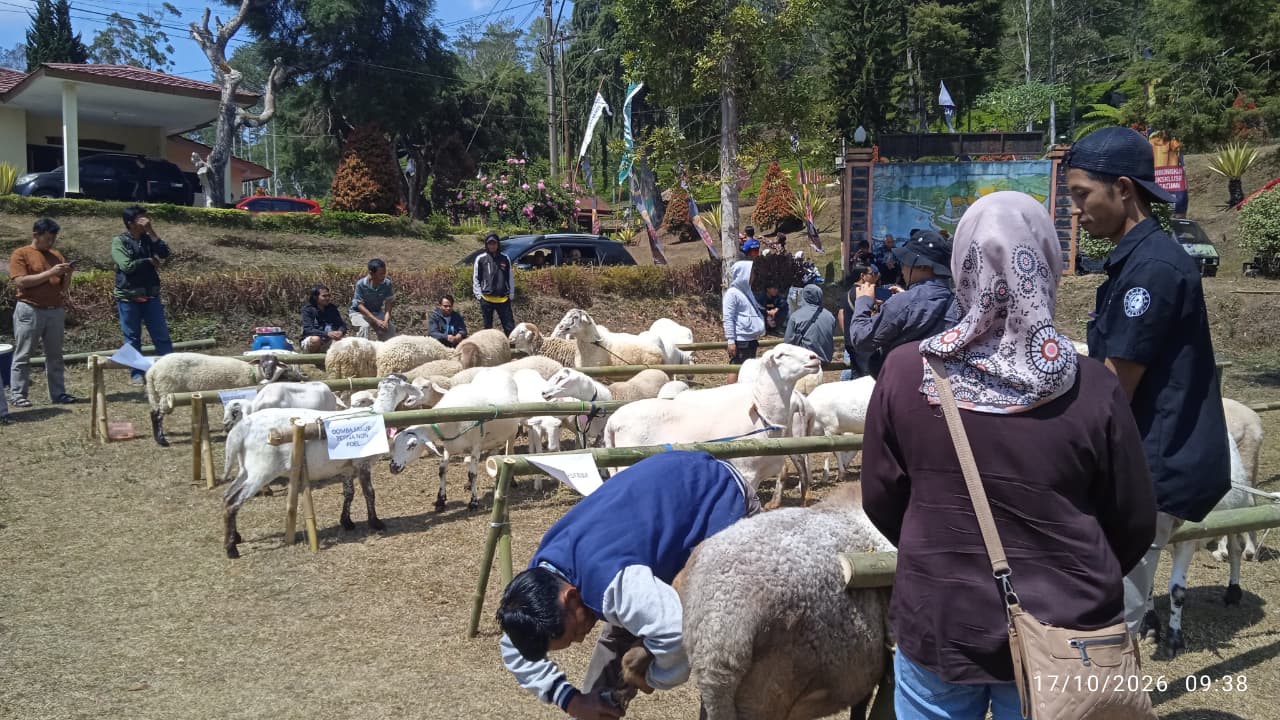 Festival Domba Sakub Pedesaan Antar Kecamatan Kabupaten Brebes Tahun 2026
